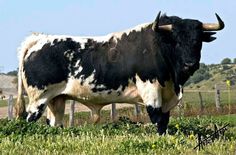 a large black and white cow standing on top of a lush green grass covered field