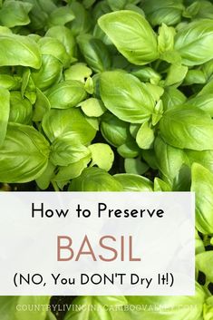 basil plants with the words how to preserve basil no, you don't dry it