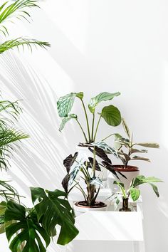 several houseplants are arranged on a white table