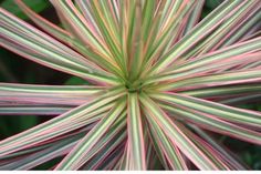 a close up view of the center of a plant with pink and green stripes on it