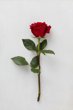 a single red rose on a white background