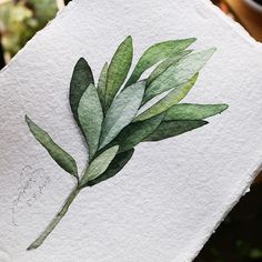 a watercolor painting of a green leaf on white paper with other plants in the background