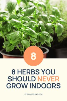 a potted plant with the words 8 herbs you should never grow indoors