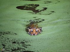 a tiger is swimming in some green water