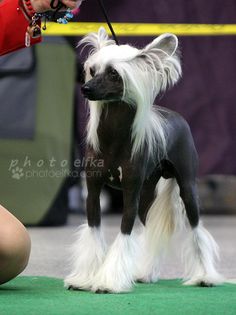 a small black and white dog standing on top of a green floor next to a person