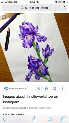 a drawing of purple iris flowers on paper