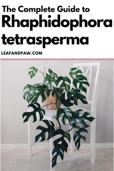 the complete guide to rhaphiophora tetrasperma by leandraaw com