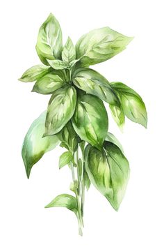 a watercolor painting of green leaves on a white background