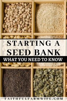 seed bank with text overlay reading starting a seed bank what you need to know