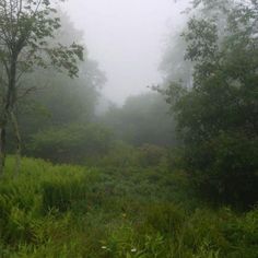 a foggy forest filled with lots of trees and grass