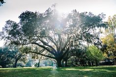 a bride and groom standing under a large tree