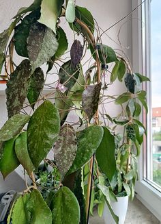 a potted plant in front of a window with lots of green leaves on it