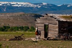 a horse standing in front of an old wooden shack with mountains in the background on a sunny day