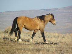 a brown horse walking across a dry grass covered field