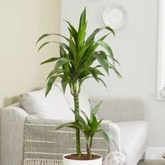 a potted plant sitting on top of a wooden table next to a white couch