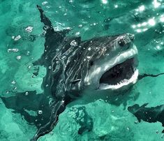 a shark with its mouth open in the water