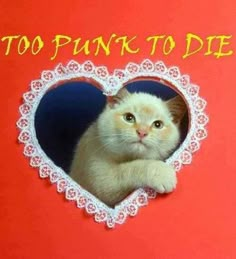 there is a cat that is looking through the hole in the heart shaped frame with words too punk to die on it