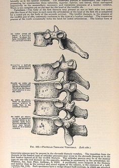 an old book with some drawings of the back and side of a human skeleton on it