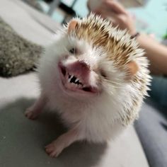 a hedgehog with it's mouth open and teeth missing