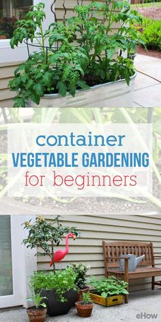 container vegetable gardening for beginners