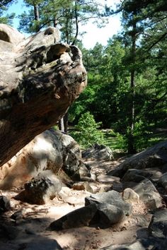 a large tree trunk sitting on top of a dirt field next to trees and rocks