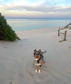 a dog is walking on the beach with its mouth open