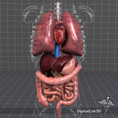 Human Internal Organs, Human Heart Anatomy, Natural Decongestant, Human Body Organs, Bolesti Chrbta, Human Organ, Heart Anatomy, Surgical Tech