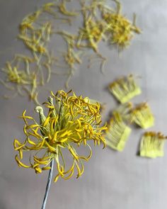 a yellow flower in a glass vase on a table with several small pieces of thread attached to it