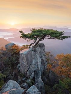 a lone tree growing on top of a rock in the middle of mountains at sunset