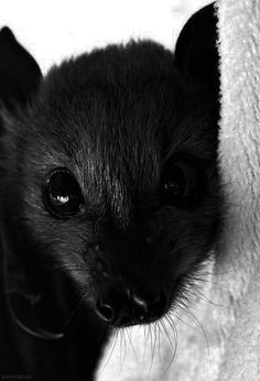 a black and white photo of a small animal looking at the camera with an intense look on its face