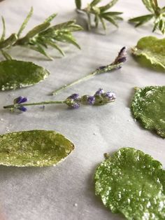 some green leaves and purple flowers on a table