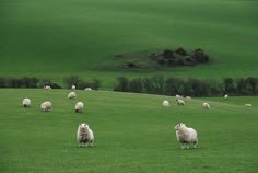 a herd of sheep standing on top of a green grass covered field with trees in the background