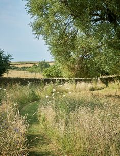 a grassy path in the middle of a field