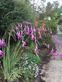 purple flowers are growing on the side of a road