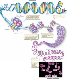 an image of the structure of a cell and its functions in cellulars, including two different