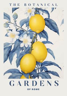 the botanical poster shows two lemons on a branch with blue leaves and white flowers