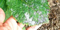 a hand holding a green leaf with white spots