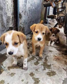 three puppies standing next to each other in front of a building