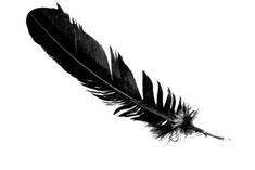 a black and white photo of a feather