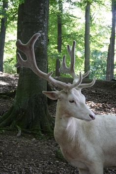 a white deer standing in the woods next to a tree with large antlers on it's head