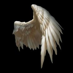 the wing of an angel on a black background