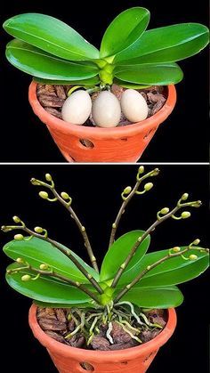 two pictures of a plant with eggs in it