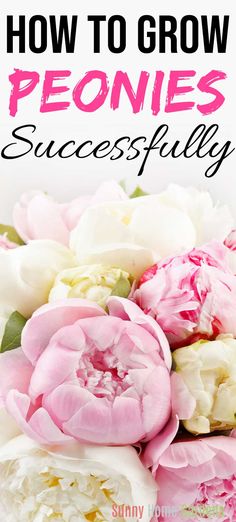 pink and white peonies with the words how to grow peonies successfully