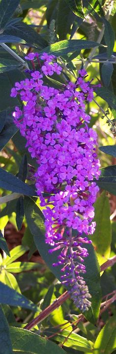 purple flowers are blooming in the sun