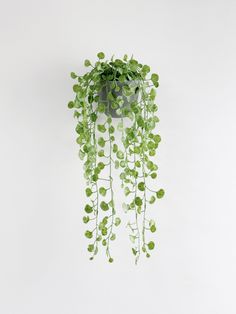 a green plant hanging from the side of a wall