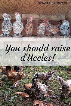 chickens in a chicken coop with the words you should raise d'urcles