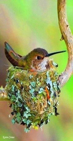 a small bird with its mouth open sitting on top of a nest filled with moss