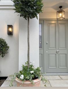 a potted plant sitting in front of a door