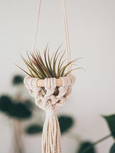 an air plant hanging from a macrame rope