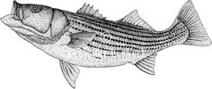 a black and white drawing of a fish with spots on it's body, side view